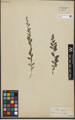 Foto von Salix repens subsp. repens L.